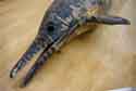 WWD Ichthyosaur